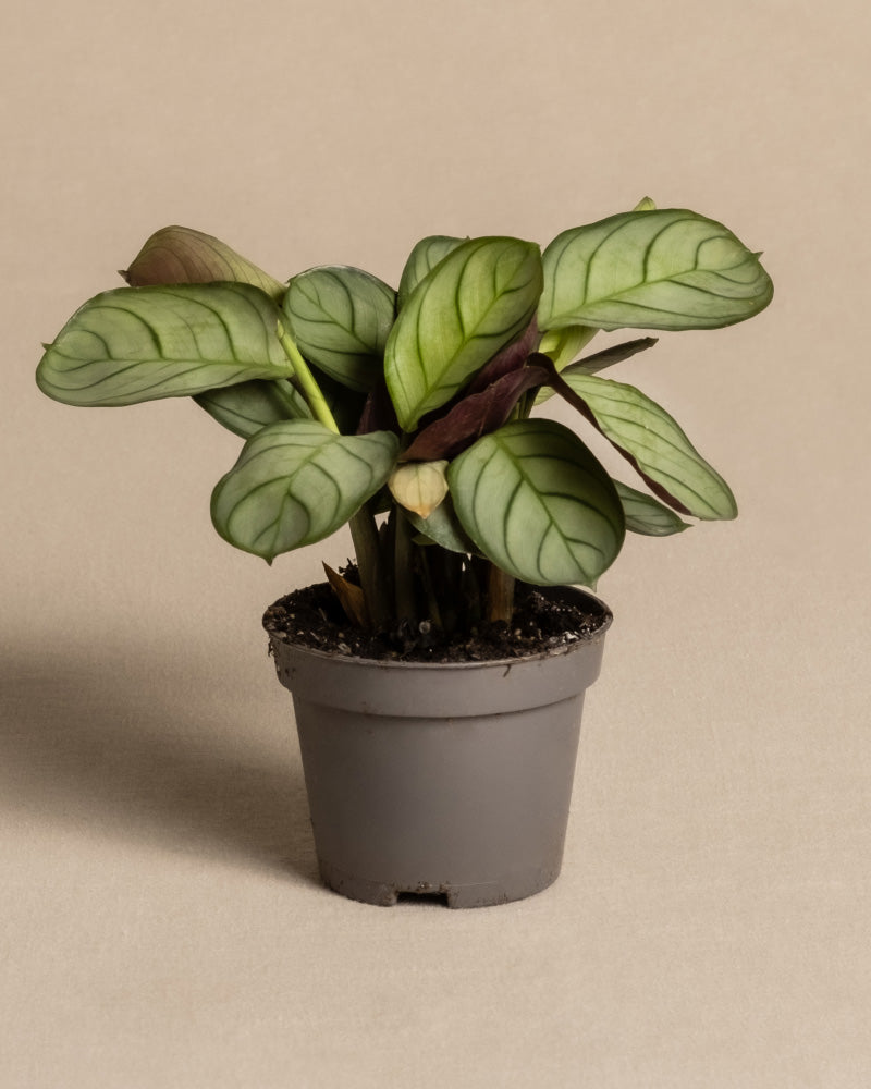 Baby Maranta ‘Amabilis Mint’ ohne Übertopf