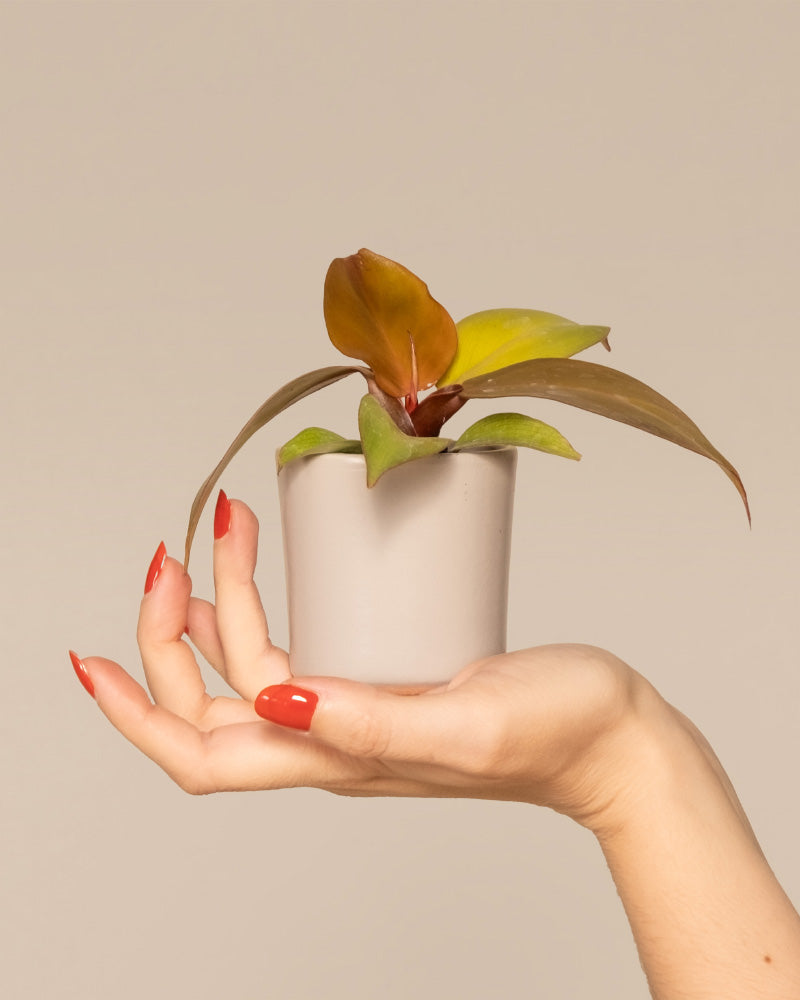 Eine Hand mit rotem Nagellack hält einen kleinen weißen Topf mit einem Baby-Philodendron Red Sun mit breiten, gelblich-grünen und rötlichen Blättern vor einem schlichten beigen Hintergrund.