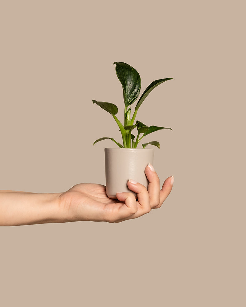 Eine Hand hält einen Baby-Philodendron „White Measure“ mit grünen Blättern in einem kleinen, einfachen, glatten, hellen Keramiktopf vor einem beigen Hintergrund.