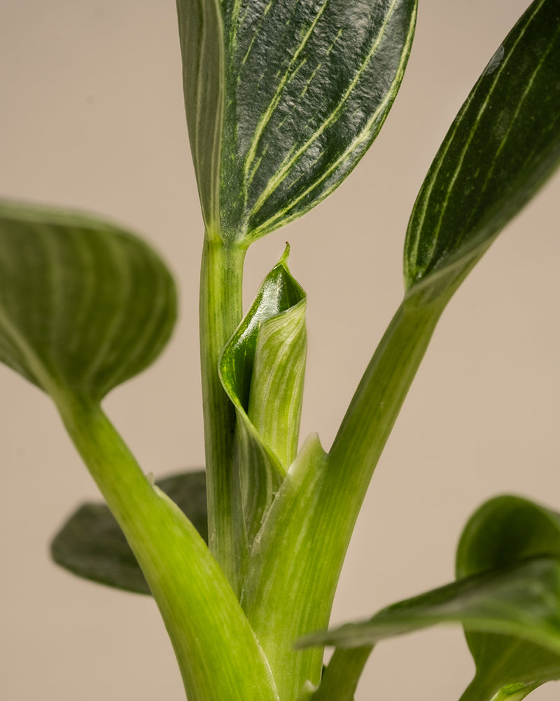 Nahaufnahme eines jungen Philodendron-Stängels „White Measure“ mit sich entfaltenden Blättern. Die Blätter sind glänzend mit ausgeprägten Adern, und ein Blatt in der Mitte scheint sich gerade zu entfalten. Der Hintergrund ist in einem schlichten, gedämpften Beige gehalten.