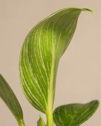 Nahaufnahme eines grünen Blattes des Baby-Philodendrons „White Measure“ mit weißen Streifen. Das Blatt weist eine ausgeprägte Maserung und eine glatte Textur auf. Der Hintergrund ist in einem neutralen Beige gehalten, wodurch die lebhaften Grüntöne und detaillierten Muster dieser zarten Babypflanze hervorgehoben werden.