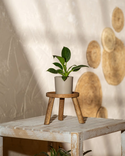 Eine kleine Topfpflanze des Typs Baby-Philodendron „White Measure“, die oft mit einer Babypflanze verwechselt wird, steht auf einem Miniatur-Holzhocker auf einem rustikalen, weiß getünchten Holztisch. Der Hintergrund zeigt eine strukturierte Wand mit runden Holzdekorstücken und das Sonnenlicht wirft weiche Schatten über die Szene.