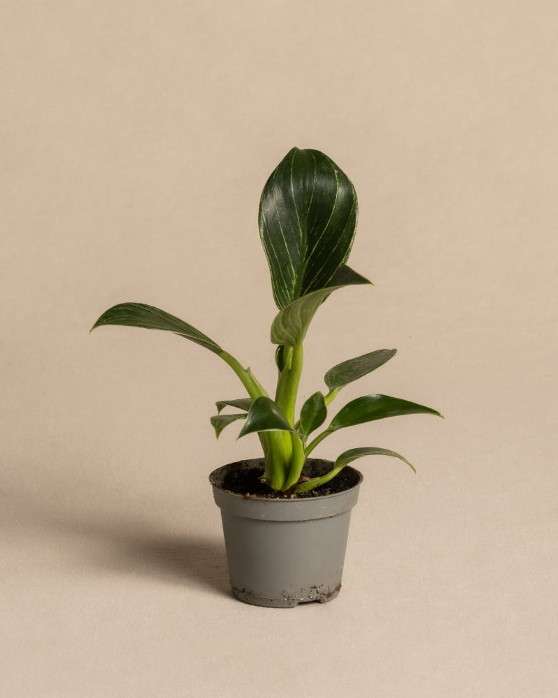 Ein kleiner eingetopfter Baby-Philodendron ‚White Measure‘ mit breiten, dunkelgrünen Blättern ist vor einem schlichten, beigen Hintergrund zu sehen. Die Pflanze steht in einem schlichten grauen Plastiktopf.