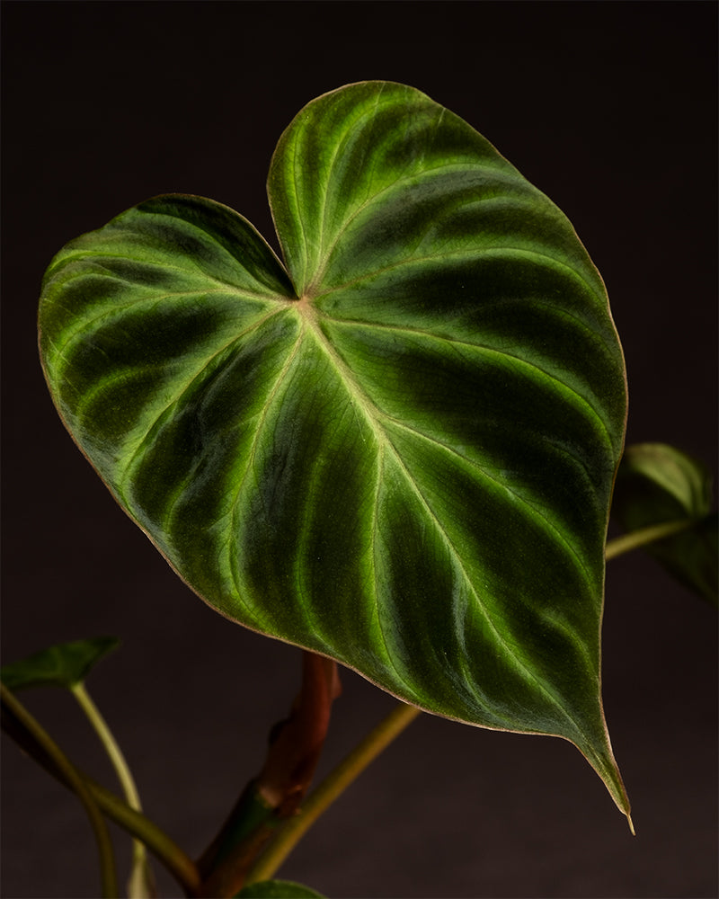 Eine Nahaufnahme eines einzelnen herzförmigen Blattes einer Philodendron verrucosum Babypflanze. Das Blatt ist dunkelgrün mit helleren grünen Adern und einer glatten Textur vor einem dunklen Hintergrund. Ein Teil des Stiels und einige unscharfe Blätter sind sichtbar, was die Bedeutung der richtigen Pflanzenpflege und Luftfeuchtigkeit unterstreicht.