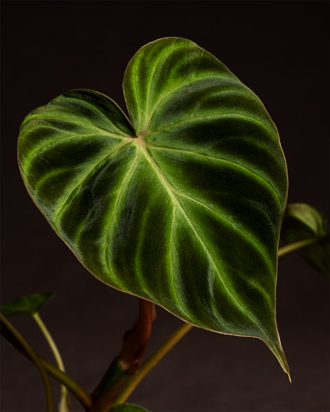 Detailaufnahme einer Philodendron verrucosum Babypflanze.