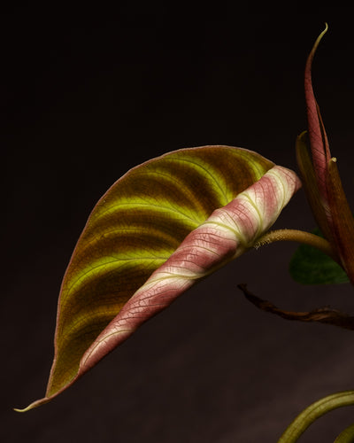 Detailshot eines sich aufrollenden Blattes einer Philodendron verrucosum Babypflanze.