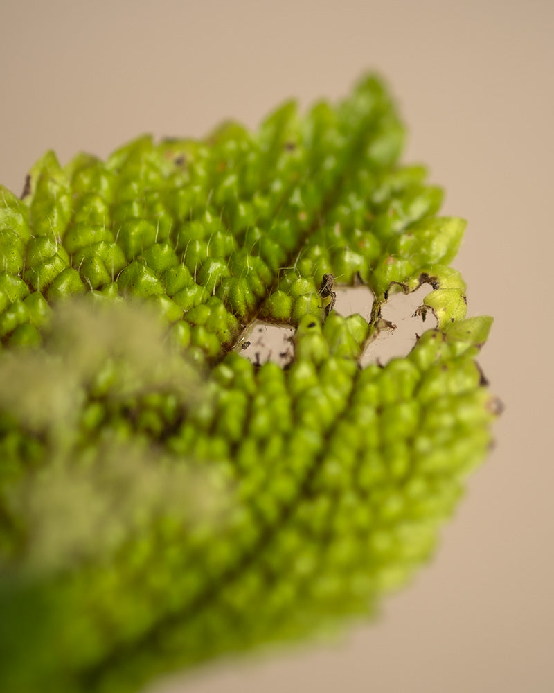 Detailaufnahme eines Makels im Blatt einer Babypflanze Pilea Moon Valley.