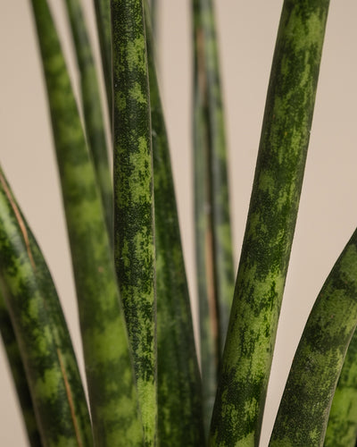 Baby Sansevieria ‘Mikado’