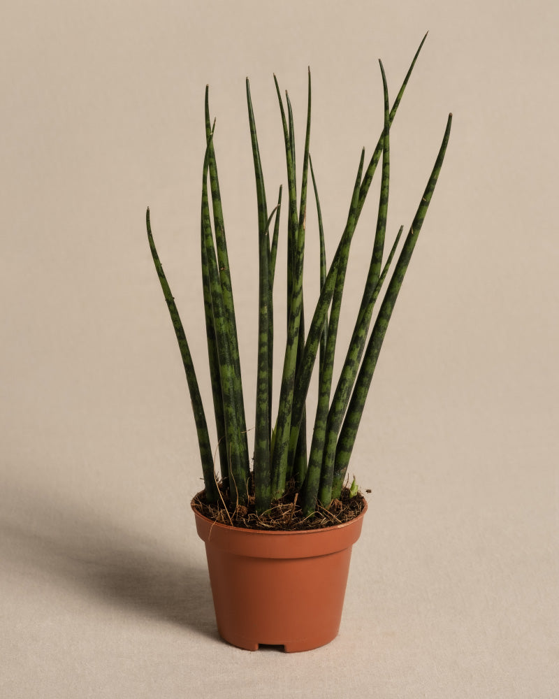 Baby Sansevieria Mikado ohne Übertopf