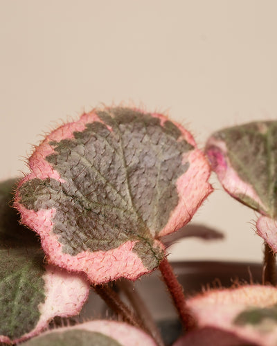 Baby Saxifraga variegata