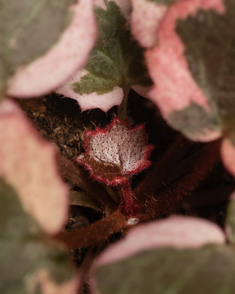 Baby Saxifraga variegata