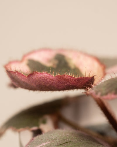 Baby Saxifraga variegata