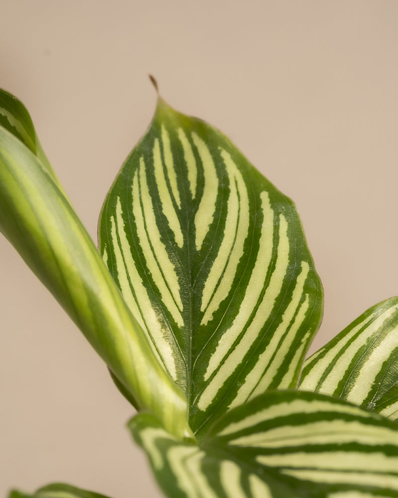 Nahaufnahme eines Philodendron-Birkin-Blattes mit hellgrünen bunten Streifen, einer Mittelader und gewellten Rändern vor einem neutralen Hintergrund – perfekt zur Bereicherung Ihrer Sammlung „Babypflanzen fürs Badezimmer (6er Set)“.