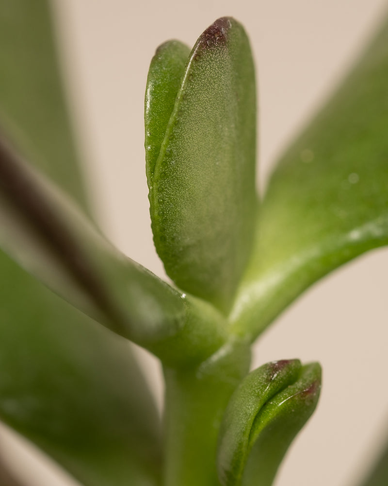 Eine Nahaufnahme einer Jadepflanze aus dem „Babypflanzen für wenig Wasser (6er Set)“ zeigt leuchtend grüne, glatte, fleischige Blätter mit ovaler Form. Sie wachsen paarweise auf einem dicken Stiel und heben eine gesunde Sukkulente hervor. Der sanfte beige Hintergrund ergänzt das Laub wunderschön.