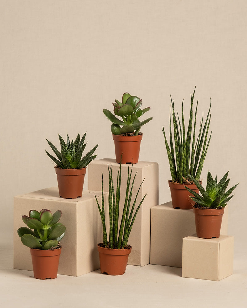 Ein Set aus sechs kleinen Sukkulenten in Töpfen, darunter eine Baby Sansevieria und ein Geldbaum, angeordnet auf beigen Blöcken. Diese Babypflanzen für wenig Wasser (6er Set) variieren in Form und Größe mit spitzen oder runden Blättern, alle in braunen Töpfen vor einem neutralen Hintergrund.