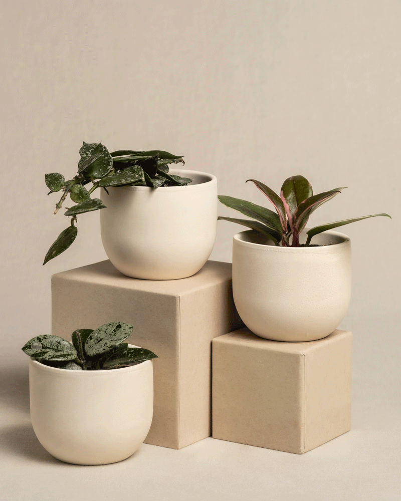 Drei kleine Zimmerpflanzen, darunter das bezaubernde Babypflanzen-Trio Hoya, stehen in cremefarbenen Keramiktöpfen auf beigen geometrischen Blöcken. Der neutrale Hintergrund bringt ihr üppiges grünes Laub perfekt zur Geltung.