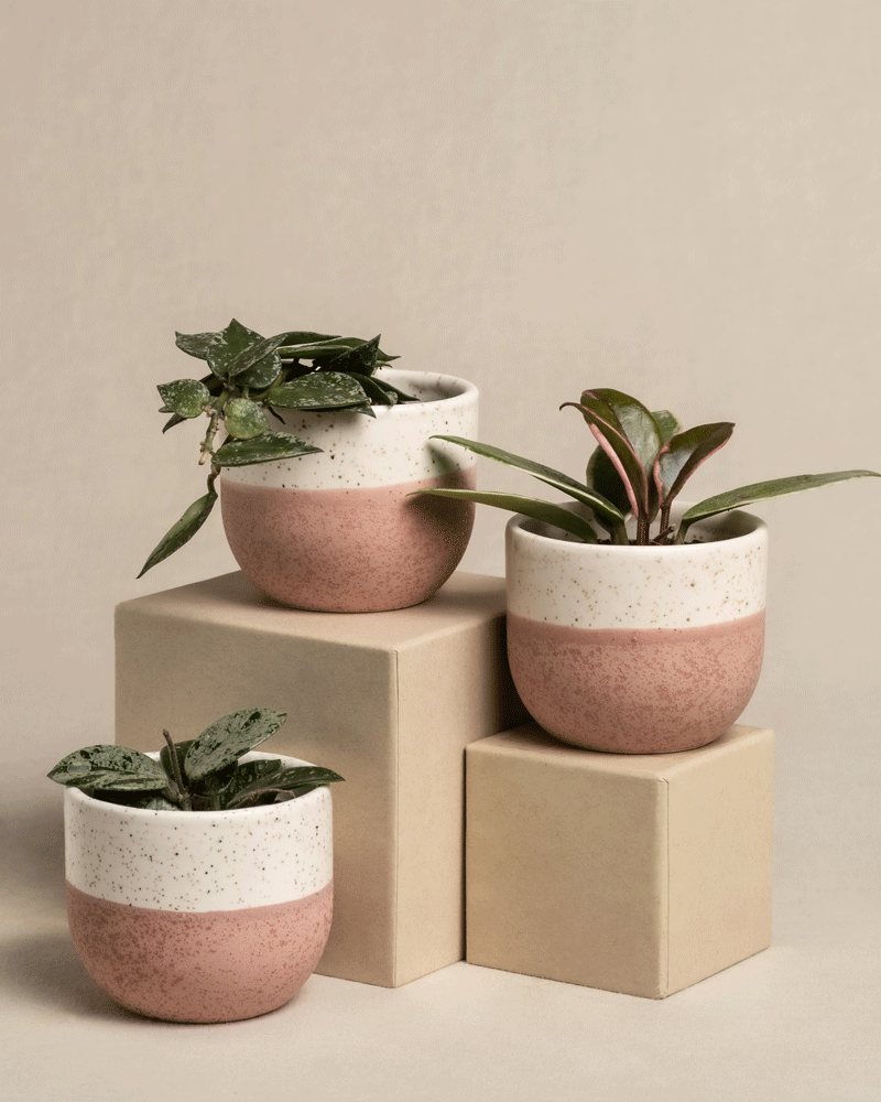 Das Babypflanzen-Trio Hoya besteht aus drei kleinen Topfpflanzen, jeweils in gesprenkelten rosa und weißen Keramiktöpfen auf beigen Würfelsockeln, perfekt für jede Hoya-Sammlung.