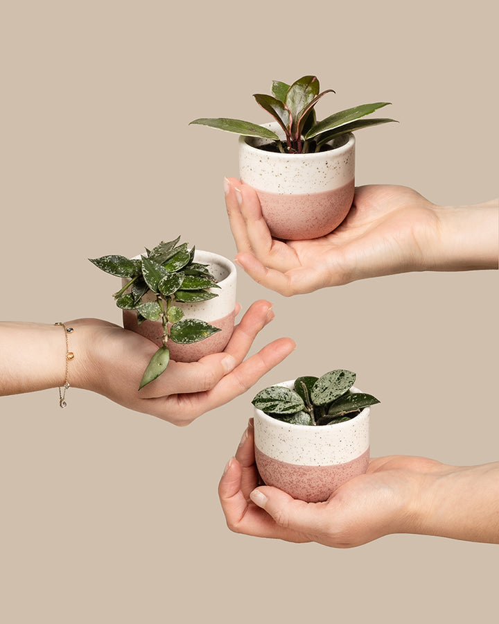 piii♡ Babypflanzen-