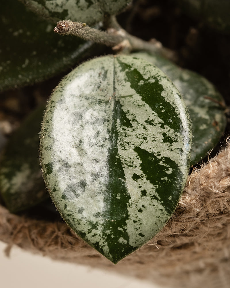 Eine Nahaufnahme eines herzförmigen Blattes des Babypflanzen-Trios Hoya weist dunkelgrüne und silberne Flecken mit einer strukturierten Oberfläche auf und gehört zu einer Wachsblumenpflanze in einem geflochtenen Korb.