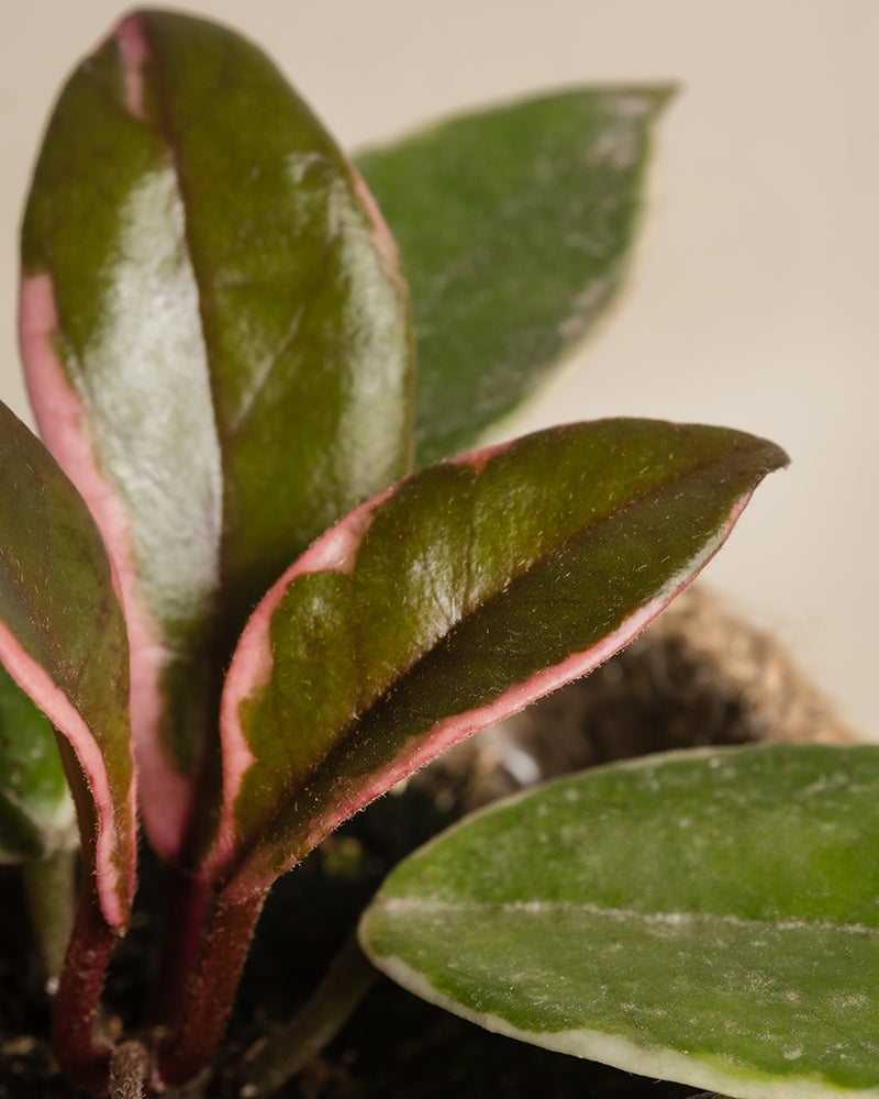Nahaufnahme der Blätter der Hoya carnosa Krimson Princess aus dem Babypflanzen-Trio Hoya, die glänzend grüne Oberflächen mit rosa Rändern und dunkelrosa Stielen vor einem neutralen Hintergrund hervorheben.
