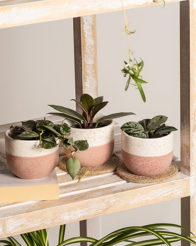Das Set „Babypflanzen-Trio Hoya“ besteht aus drei kleinen Topfpflanzen aus rosa-weißer Keramik auf einem Holzregal. Zwei haben grüne, gesprenkelte Blätter, die mittlere hat dunkelgrünes Laub. Eine Ranke rankt anmutig über den Pflanzen.