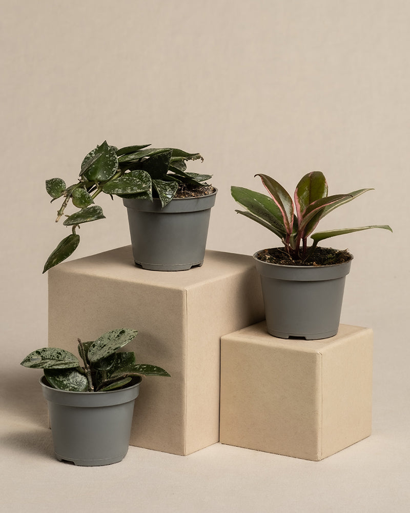 Ein Babypflanzen-Trio Hoya steht zusammen mit einer weiteren kleinen Pflanze auf beigen Kisten. Jede Pflanze weist ein einzigartiges grünes Blattmuster auf. Ihre grauen Töpfe unterstreichen die minimalistische Atmosphäre und betonen den wachsartigen Charme dieser Wachsblumen vor dem neutralen Hintergrund.