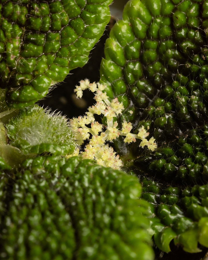 Nahaufnahme kleiner gelblich-weißer Blüten, umgeben von großen, strukturierten, dunkelgrünen Blättern. Die Blätter haben eine charakteristische holprige Oberfläche und gehören zum Babypflanzen-Trio: Pilea „Moon Valley“, deren Blüten dicht beieinander stehen und einen lebhaften Kontrast zum glänzenden Laub bilden.