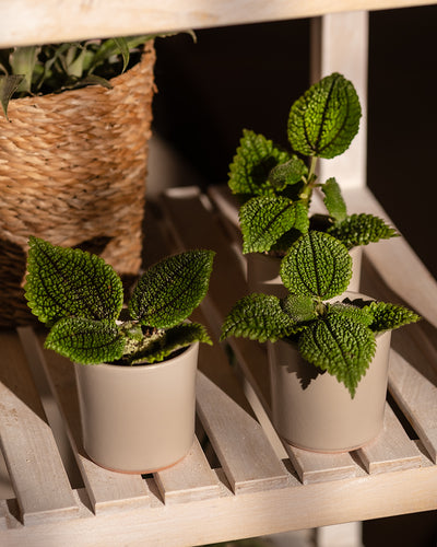 Zwei Topfpflanzen des Babypflanzen-Trios: Pilea „Moon Valley“ mit strukturierten grünen Blättern stehen auf einem Holzregal. Die Töpfe sind beige und im Hintergrund ist teilweise eine geflochtene Korbpflanze zu sehen. Die Szene ist gut beleuchtet und hebt das kräftige Grün hervor.
