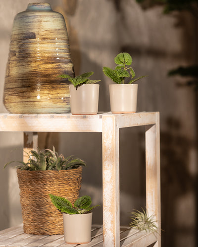 Ein rustikales Holzregal stellt eine Auswahl an Pflanzen zur Schau. Auf der obersten Ebene befindet sich eine große Keramikvase in erdigen Tönen und zwei kleine Töpfe Babypflanzen-Trio: Pilea ‚Moon Valley‘. Auf der unteren Ebene befindet sich ein Korb mit einer Luftpflanze und eine weitere Luftpflanze, die direkt auf dem Regal steht.