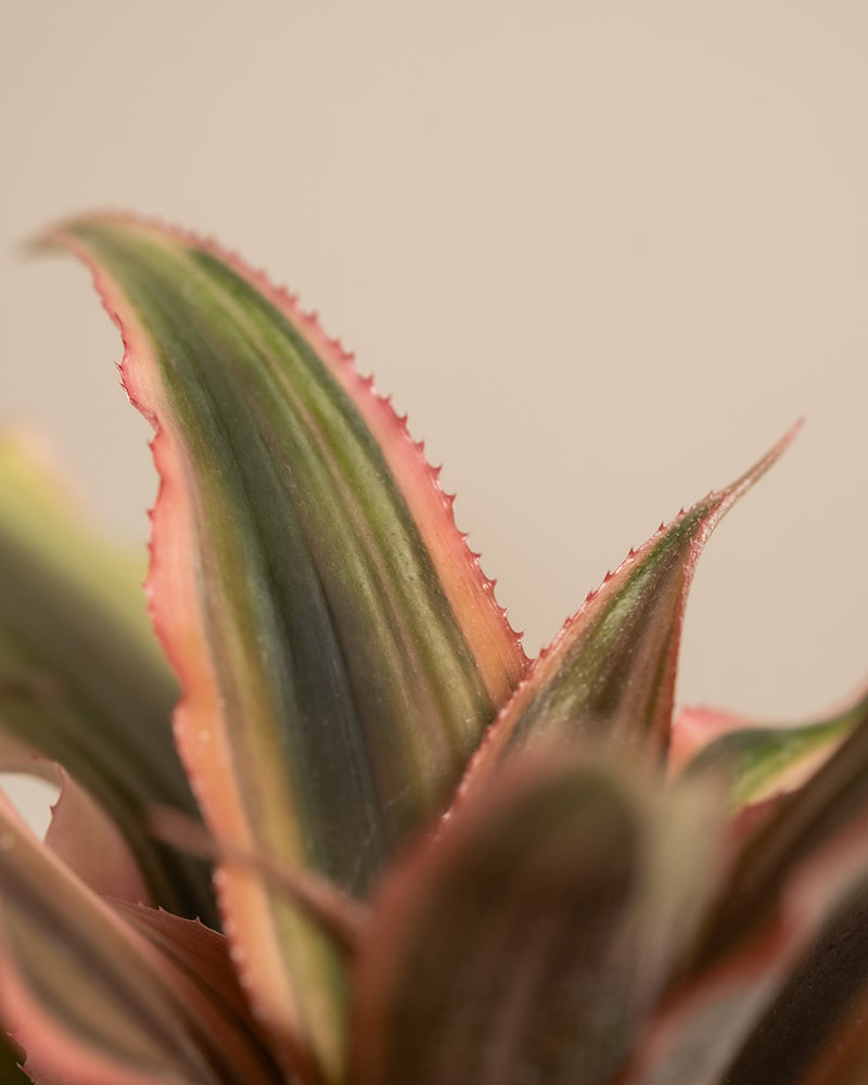 Nahaufnahme des Babypflanzen-Trios mit rosa Blättern, mit einer Cryptanthus bivittatus 'Pink Star'-Pflanze mit langen, spitzen Blättern. Die Blätter haben eine lebhafte Mischung aus Grün- und Rosatönen mit leicht gezackten Rändern. Vor dem neutralen beigen Hintergrund sind rosarote Babypflanzen zu sehen.