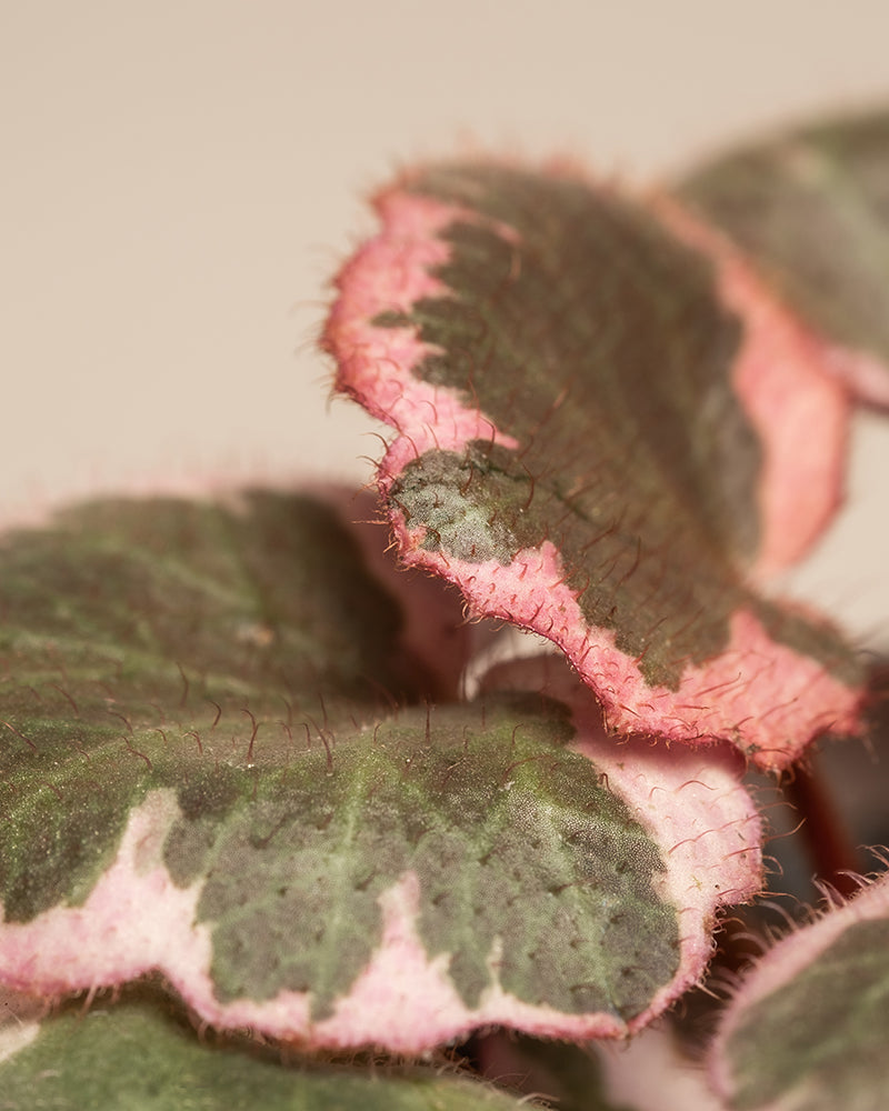 Nahaufnahme von flauschigen grünen Blättern mit rosa und weiß gefleckten Rändern auf einer Zimmerpflanze vom Typ Babypflanzen-Trio mit rosa Blättern. Die Blätter haben eine raue Textur und leicht gekräuselte Ränder. Der Hintergrund hat eine schlichte, neutrale Farbe.