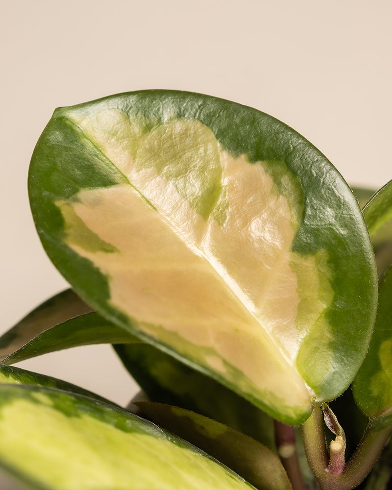 Nahaufnahme eines bunten Hoya-Blattes, das sein markantes Muster zeigt. Das glänzende Blatt hat eine cremefarbene Mitte, umgeben von üppigen grünen Rändern, vor einem neutralen, hellen Hintergrund. Daneben sorgt das Babypflanzen-Trio mit rosa Blättern für einen reizvollen Kontrast zur Szene.