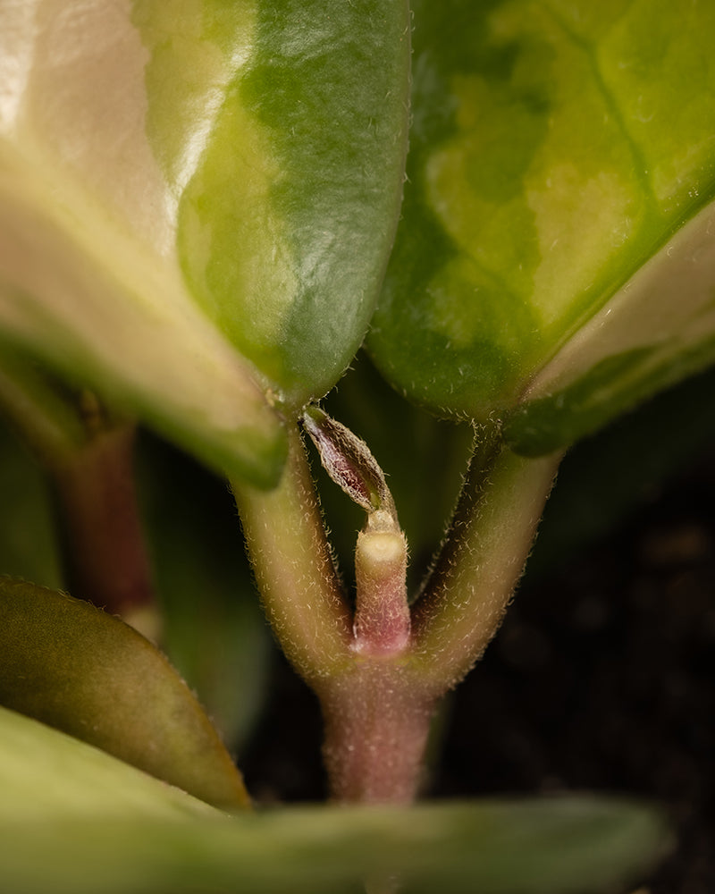 Nahaufnahme eines Babypflanzen-Trios mit rosa Blättern. Das neue Wachstum am Knoten ist deutlich zu erkennen, wo ein dünner Stiel zwischen zwei dicken grünen und cremefarbenen Blättern hervortritt. Am Stiel und den Blättern sind kleine Härchen zu sehen und die Pflanze wurzelt in dunkler Erde.