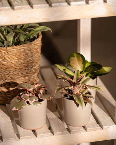 Drei Topfpflanzen aus dem Babypflanzen-Trio mit rosa Blättern auf einem Holzregal. Die Pflanze ganz links steht in einem geflochtenen Korb, die anderen beiden in Keramiktöpfen. In einem Topf wächst Cryptanthus bivittatus 'Pink Star' mit seinen grün und rot umrandeten Blättern, der andere hat bunte Blätter. Sonnenlicht wirft weiche Schatten auf diese lichtliebenden Pflanzen.