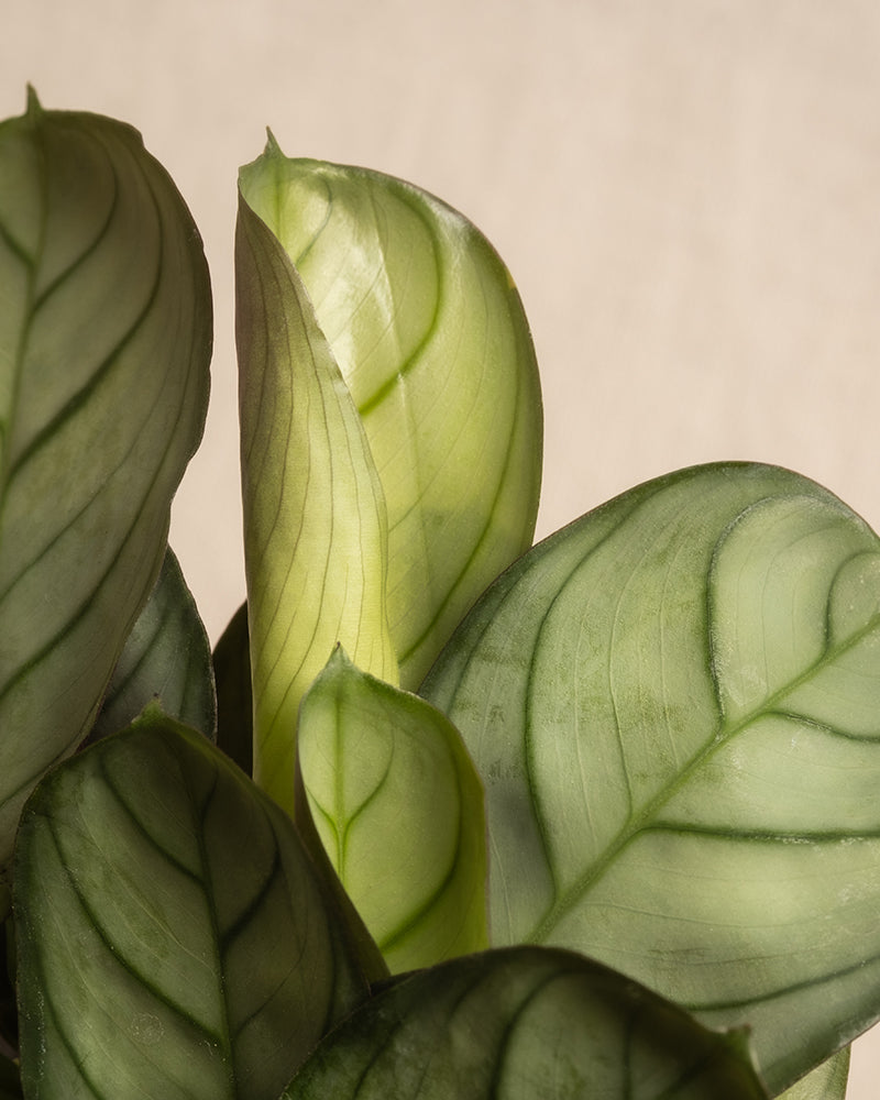 Nahaufnahme einer Calathea lancifolia-Pflanze, auch als Klapperschlangenpflanze bekannt, mit elliptischen Blättern mit abwechselnd dunkel- und hellgrünen Mustern und charakteristisch gewellten Rändern. Die Pflanze ist ideal für das Babypflanzen-Trio fürs Badezimmer und gedeiht bei hoher Luftfeuchtigkeit. Der Hintergrund ist in neutralem Beige gehalten.