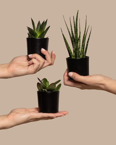 Drei Hände halten drei verschiedene Topfpflanzen des Babypflanzen-Trios für wenig Wasser vor einem beigen Hintergrund. Von oben links nach unten links: eine Baby Sansevieria ‚Mikado‘, eine Aloe-Pflanze und ein Baby Geldbaum. Jede Pflanze ist in einem kleinen schwarzen Topf abgebildet.