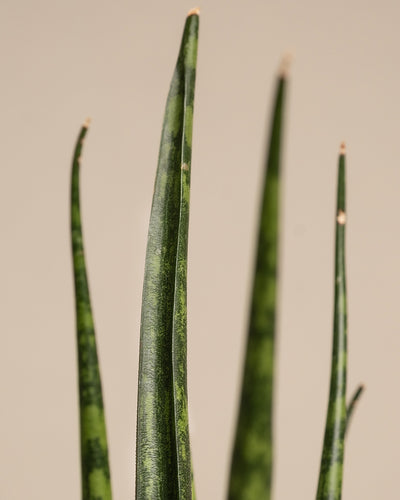 Nahaufnahme einer Baby Sansevieria 'Mikado' aus der Kollektion Babypflanzen-Trio für wenig Wasser mit mehreren hohen, schlanken grünen Blättern, die mit dunkelgrünen vertikalen Streifen verziert sind. Der Hintergrund ist in einem schlichten, neutralen hellbeigen Farbton gehalten. Die aufrechten Blätter verjüngen sich elegant zu ihren Spitzen.