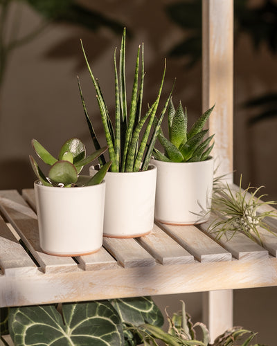 Drei kleine Sukkulenten im Topf aus dem Set Babypflanzen-Trio für wenig Wasser, darunter eine Baby Sansevieria ‚Mikado‘, sind auf einem Holzregal arrangiert. Die Pflanzen sind in weiße Keramiktöpfe eingebettet und im Innenbereich platziert, wo diffuses Licht eine ruhige, natürliche Atmosphäre schafft. Im unscharfen Hintergrund ist zusätzliches Grün zu erkennen.