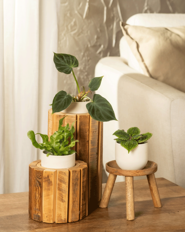 Drei kleine Topfpflanzen, darunter das Überraschungs-Baby, stehen auf Holzständern und einem Hocker in einem gemütlichen Wohnzimmer mit weißem Sofa und Kissen. Jede grünblättrige Pflanze hat einen anderen Topfdurchmesser.