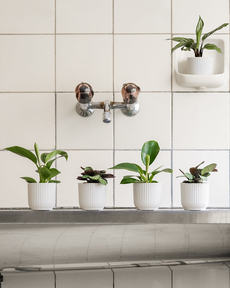 Babypflanzen-Quintett fürs Badezimmer in weissen Töpfen in einem Badezimmer fotografiert