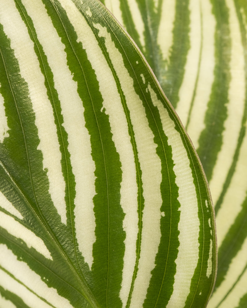 Nahaufnahme eines grünen Philodendron-Birkin-Blattes mit kräftigen weißen Streifen, die sein einzigartiges Muster und seine Textur hervorheben. Perfekt, um Ihrer Sammlung „Babypflanzen fürs Badezimmer (6er Set)“ Charme zu verleihen.