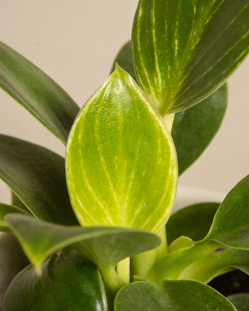 Nahaufnahme eines gesunden Philodendron Birkin aus dem Babypflanzen fürs Badezimmer (6er-Set), der breite, glänzende Blätter mit hellgrünen Adern und einem neuen Blatt zeigt. Perfekt als Badezimmerpflanze vor einem weichen, cremefarbenen Hintergrund.