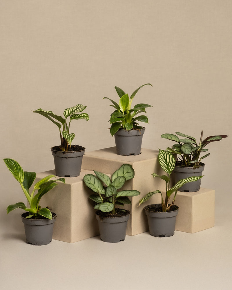 Sechs Topfpflanzen, darunter ein Philodendron Birkin mit grünen und bunten Blättern, stehen auf beigen Blöcken in grauen Töpfen. Dieses minimalistische Arrangement bietet ein ruhiges Ambiente, ideal für Babypflanzen fürs Badezimmer (6er Set).