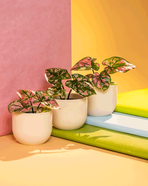 Drei eingetopfte Babytrio Caladium-Pflanzen „Purple Light“ mit bunten, panaschierten Blättern stehen auf einer Oberfläche mit grünen, blauen und gelben Akzenten. Der Hintergrund besteht aus einer einfarbig rosa Wand und einer gelb-orangefarbenen Wand mit Farbverlauf, die eine lebendige und fröhliche Atmosphäre schaffen.