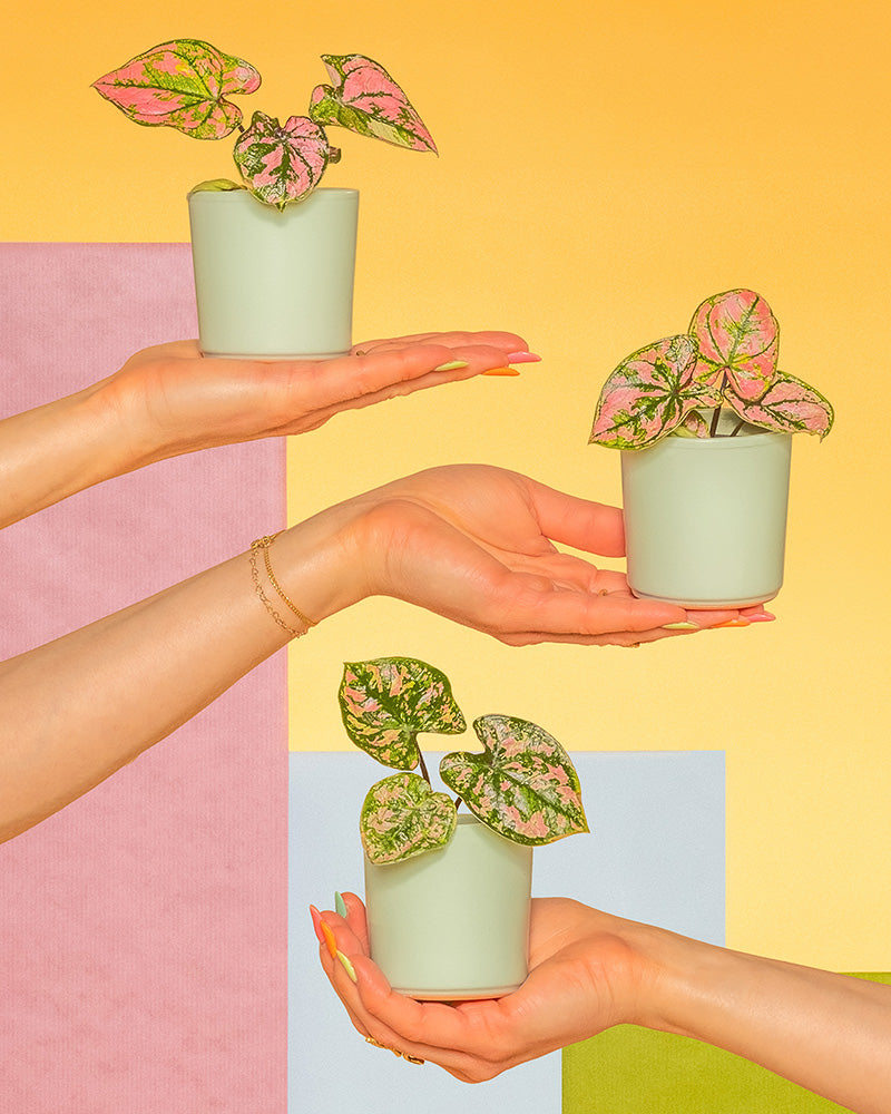 Drei Hände halten kleine grüne Töpfe mit Babytrio Caladium „Purple Light“ und bunten rosa-grünen Pflanzen vor einem farbenfrohen geometrischen Hintergrund. Eine Hand ist oben links, eine andere oben rechts und die dritte unten in der Mitte. Helle Pastellfarben sorgen für eine verspielte Atmosphäre.
