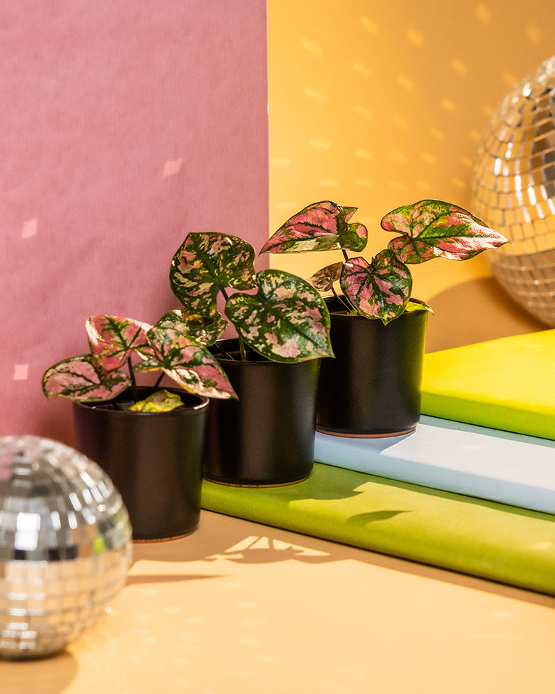 Drei kleine Topfpflanzen mit grünen und rosa Blättern, darunter Babytrio Caladium „Purple Light“ und Buntblatt, sind ordentlich in einer Reihe vor einem rosa und gelben Hintergrund angeordnet. Sie stehen auf einer farbenfrohen Oberfläche mit Diskokugeln, die der Szene einen glänzenden, dekorativen Kontrast verleihen.