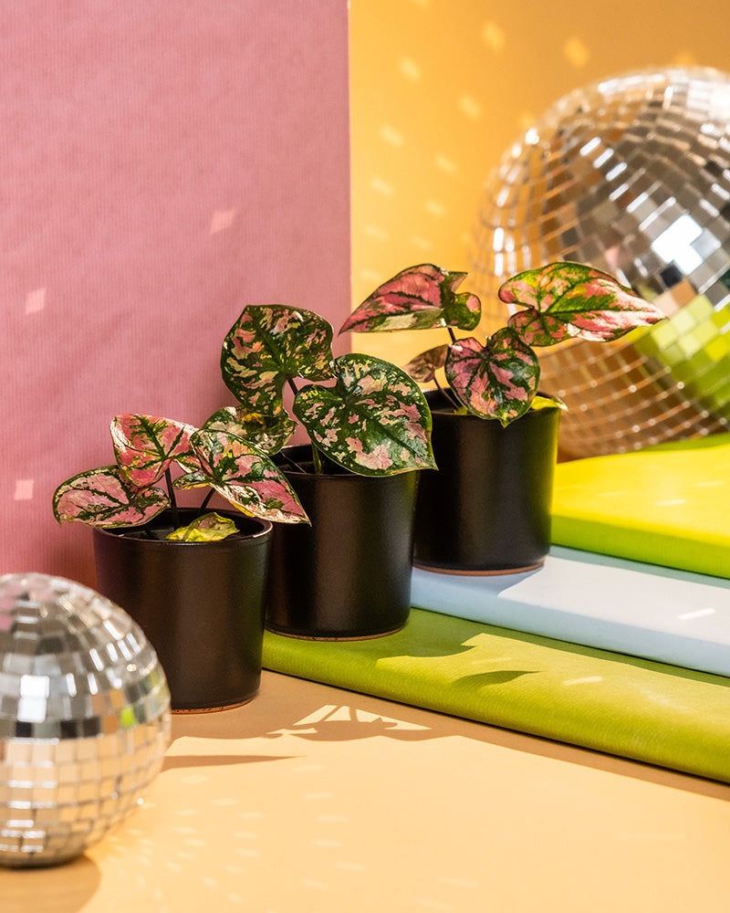 Drei Topfpflanzen mit leuchtend grünen und rosa Blättern, darunter eine atemberaubende Babytrio Caladium „Purple Light“, sind auf einer farbenfrohen Oberfläche angeordnet. Der Hintergrund besteht aus einer rosa strukturierten Wand und zwei Discokugeln, die Licht reflektieren und so eine verspielte und moderne Atmosphäre schaffen.