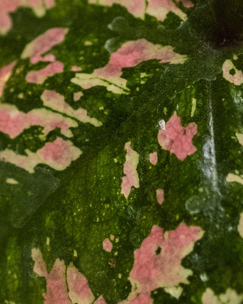 Nahaufnahme eines Babytrio Caladium-Blattes „Purple Light“ mit einer Mischung aus dunkelgrünen, hellgrünen und rosa Flecken. Die Oberfläche hat eine natürliche Textur mit einigen glänzenden und leicht rauen Bereichen, die die komplizierten Muster hervorheben, die durch die Farbvariationen entstehen.
