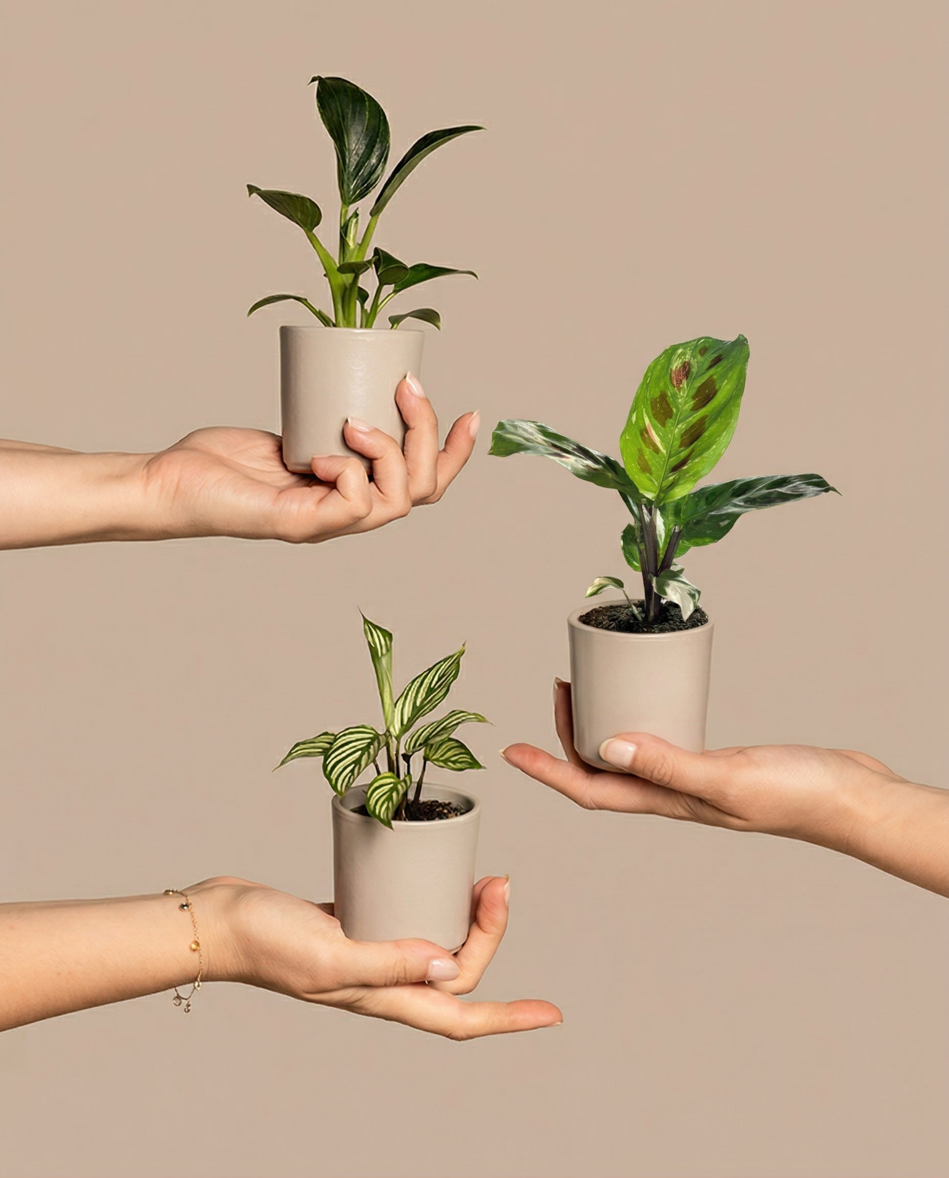 Drei Hände, die jeweils ein kleines Babypflanzen-Trio fürs Badezimmer vor beigem Hintergrund halten. Die obere Hand hält eine Pflanze mit aufrecht stehenden grünen Blättern, die mittlere Hand hält eine Pflanze mit runden, grün-weiß gefleckten Blättern und die untere Hand hält eine Pflanze mit langen, gestreiften Blättern.