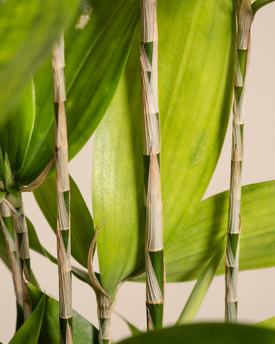 Detailaufnahme Bambus-Drachenbaum Blatt und Stamm